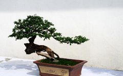 木本植物盆景：修出活雕塑,盆景制作是一个