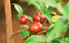 油茶树怎么养？油茶树养植方法介绍,树木从