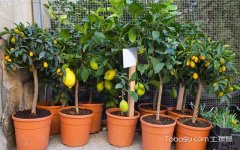 盆栽柠檬叶子发黄,柠檬树怎么养,柠檬树图片