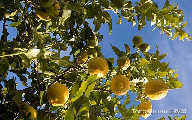 柠檬树怎么保花保果