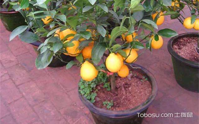 柠檬树的种植方法