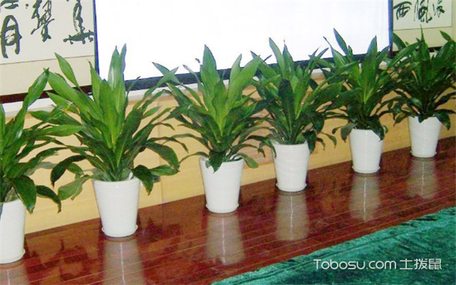 办公室绿植怎么选择富贵竹