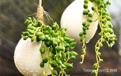 珍珠吊兰的养殖方法,给室内养一片绿绿的春